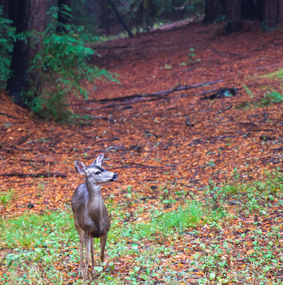 UCSC-Deer